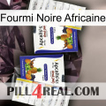 African Black Ant 12